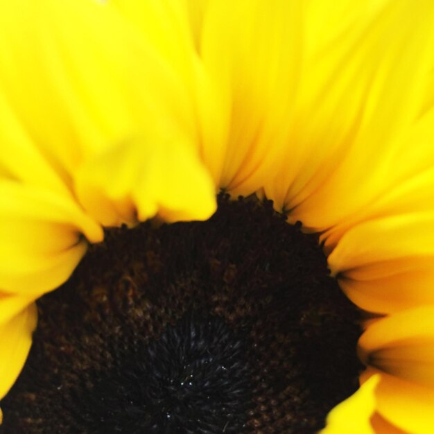 Macro shot of yellow flower