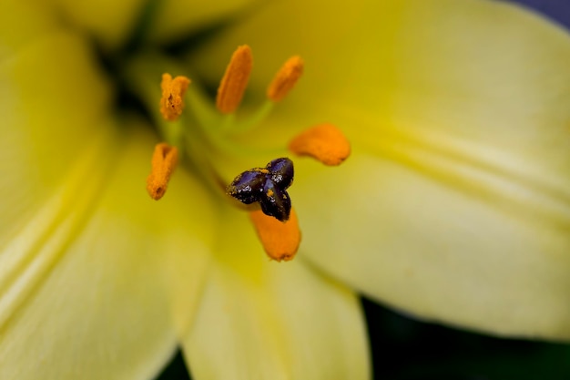 Photo macro shot of yellow flower