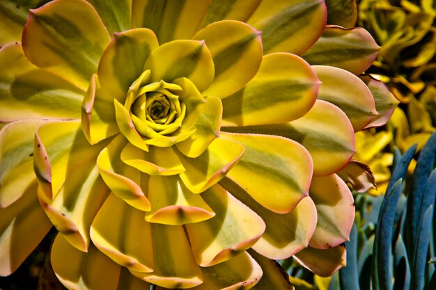 Macro shot of yellow flower