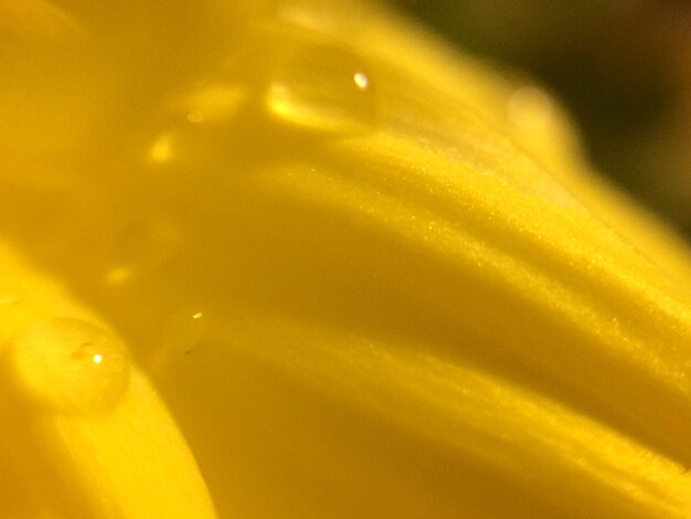 Macro shot of yellow flower