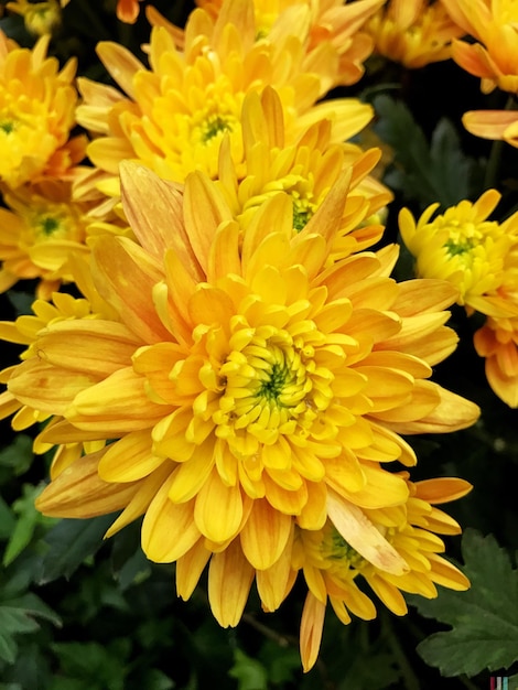 Macro shot of yellow flower