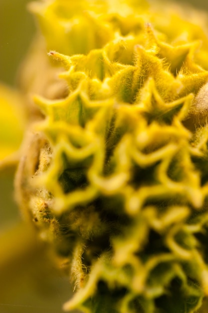 Macro shot of yellow flower