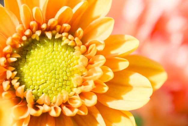 Macro shot of yellow flower