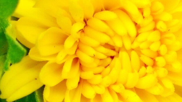 Macro shot of yellow flower