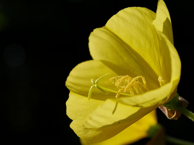 Foto scatto macro di fiore giallo