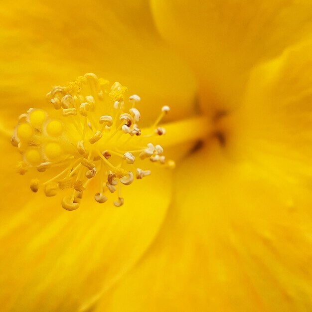 Photo macro shot of yellow flowering plant