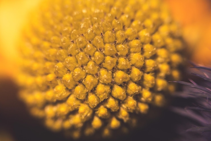 Photo macro shot of yellow flowering plant