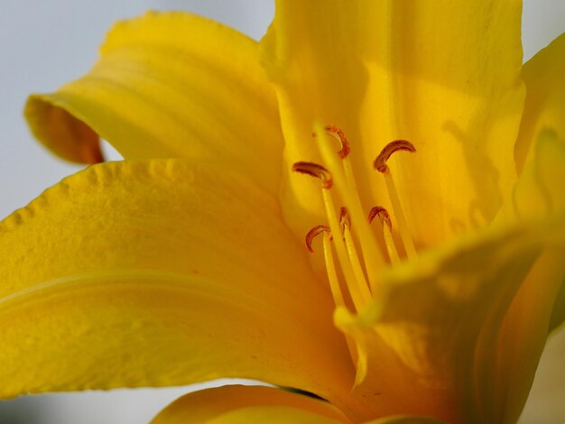 Foto macrofoto di pianta a fiori gialli