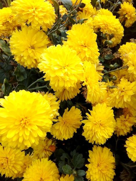 Macro shot of yellow flowers