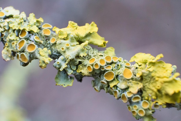 Photo macro shot of yellow fungus