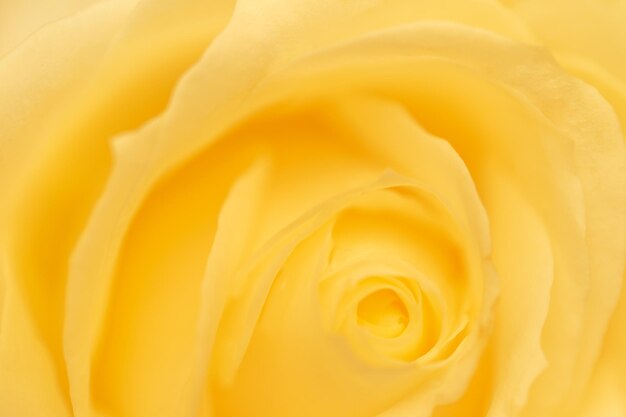 Macro shot of yellow rose bud Natural background soft focus