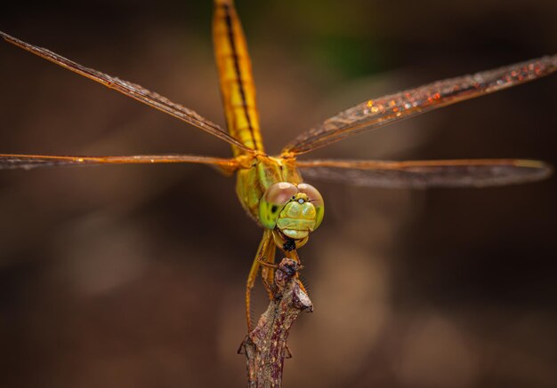 Foto scatti macro che mostrano gli occhi della libellula e i dettagli delle ali