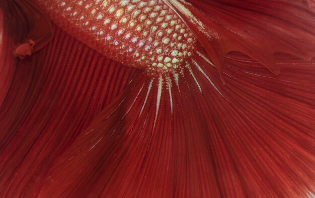 macro Siamese Fighting fish background