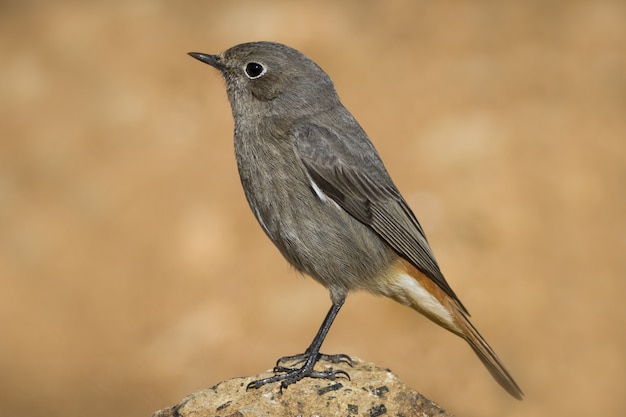 Macro side view shot of a small passerine bird known as the black redstart perched on a rock