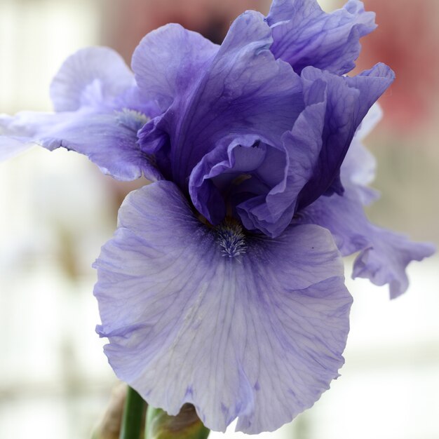 Macro of single blooming blue iris bud