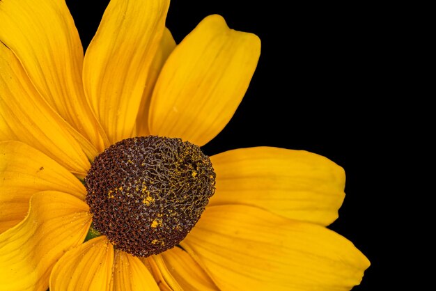 Macro of a single isolated yellow coneflower blossom on black background with pollen and detailed texture