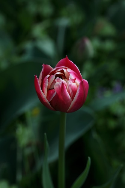 Foto macro singola bocciolo di tulipano rosso sulla foto verticale sfocata del fondo dell'erba verde