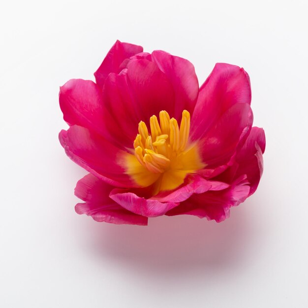 Macro single tulip head isolated on white background.