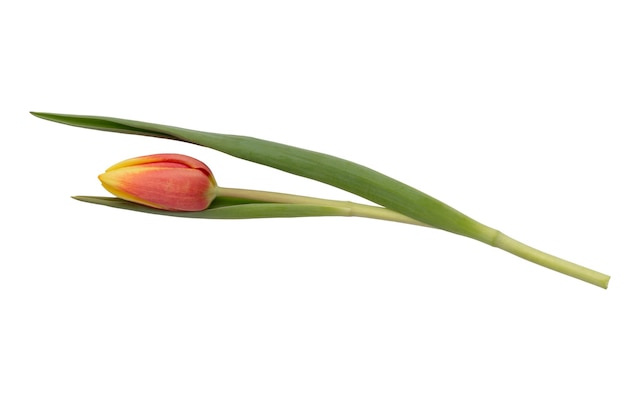 Macro single tulip head isolated on white background