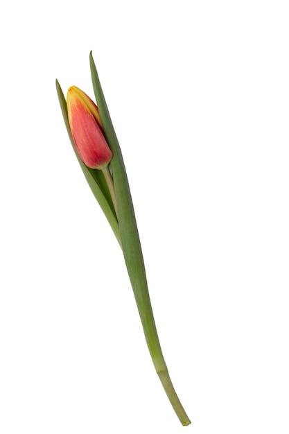 Macro single tulip head isolated on white background