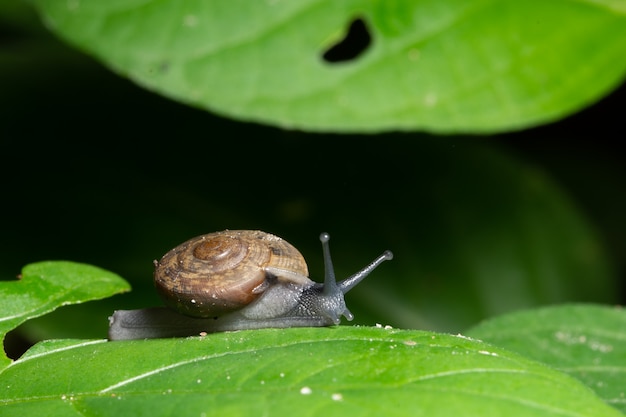 Macro slak op blad