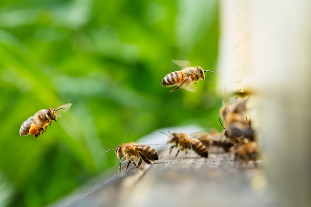 Макро замедленное видео работающих пчел на сотах. изображение пчеловодства и производства меда.