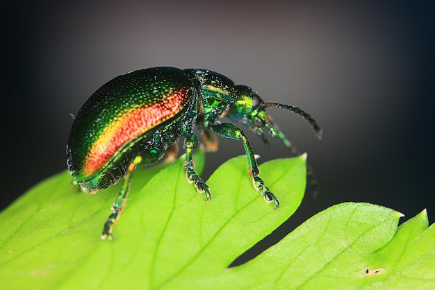 macro small beetle nature insect garden