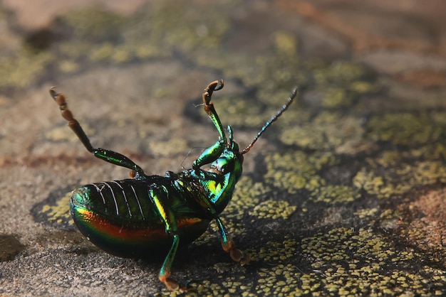 macro small beetle nature insect garden