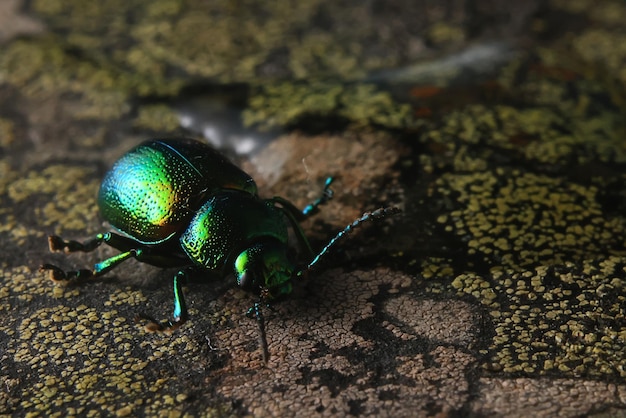 macro small beetle nature insect garden