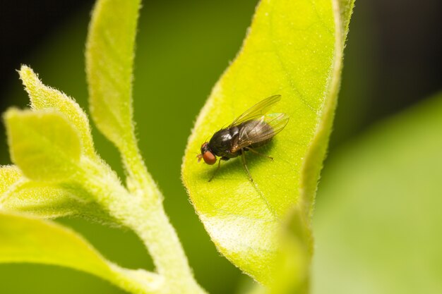 Macro small flies