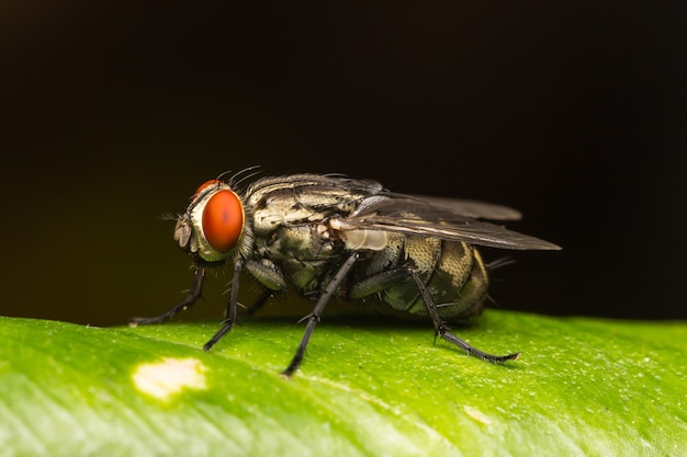 Macro small flies