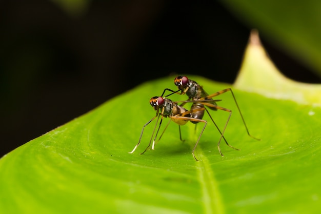 Macro small insects