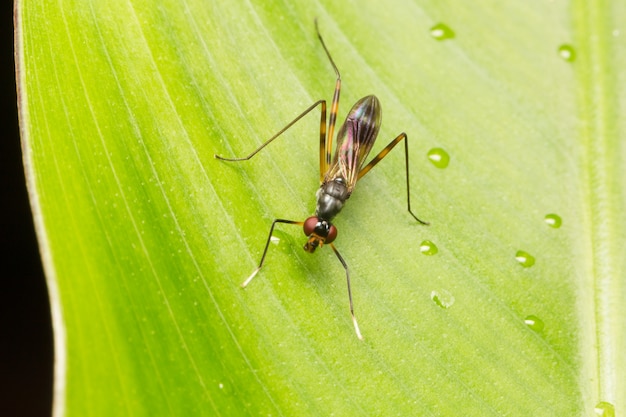 Macro small insects