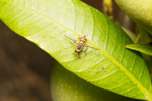 Macro small insects