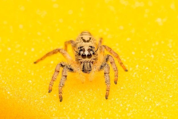 Macro small spider