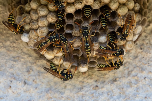 A macro of a small wasp nest