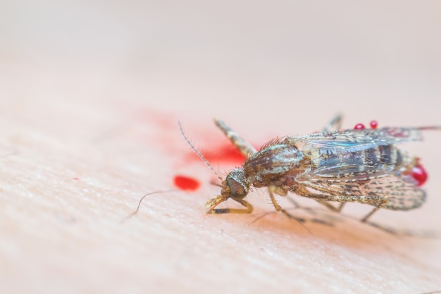 Foto macro di zanzara fracassata (aedes aegypti) a causa della morte