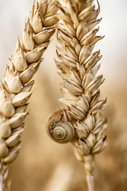 Foto macro della lumaca sul punto del campo del paese