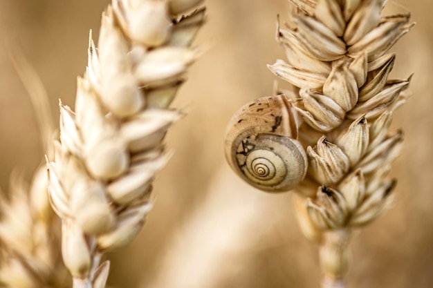 Macro of Snail on Country Field Spike