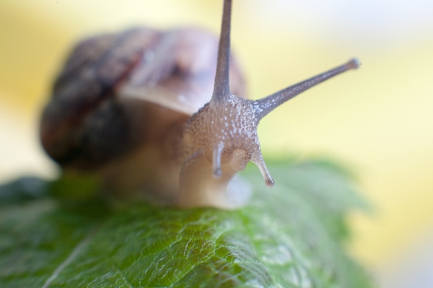 Foto macro lumaca che striscia sulla foglia