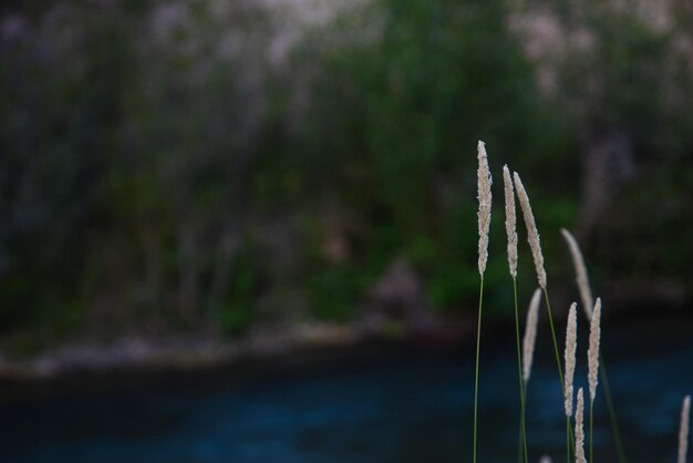 焦点が合っていない背景に川を持ついくつかの植物のマクロ