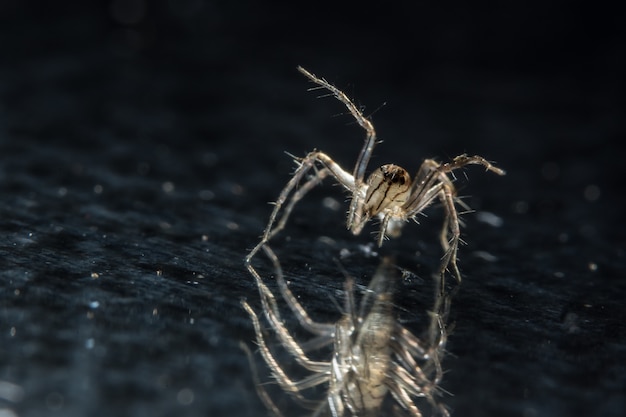 Макро-паук на черном зеркале