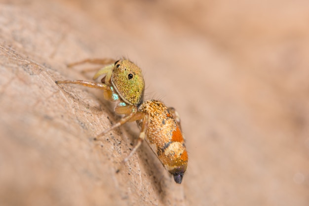 Macro spider on a branch of a leaf