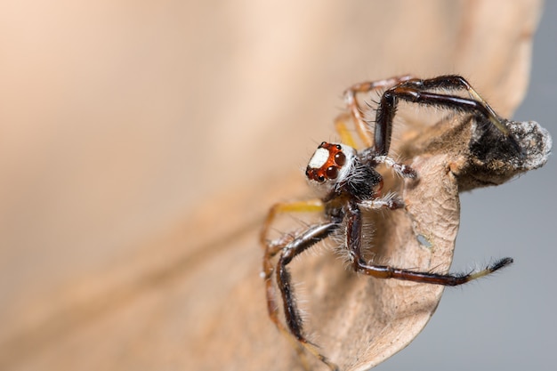 Macro spider on a branch of a leaf