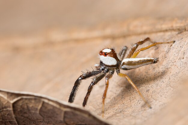 Macro spider on a branch of a leaf