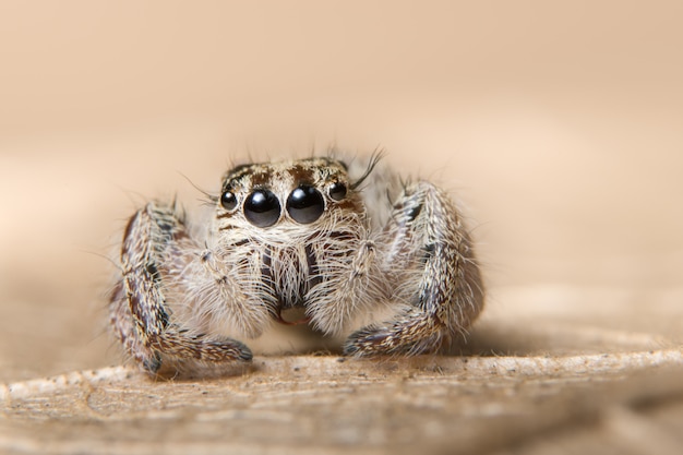 Macro spider on a branch of a leaf