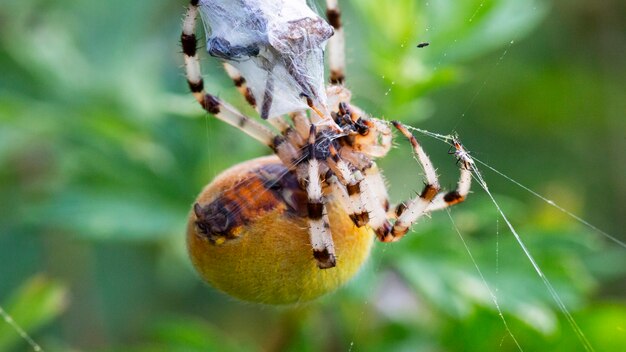 Макро-паук каннибализм, самка Садового паука Araneus diadematus убила самца после совокупления и завернула его