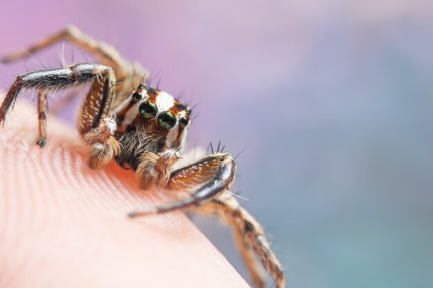 Macro spider colorful background