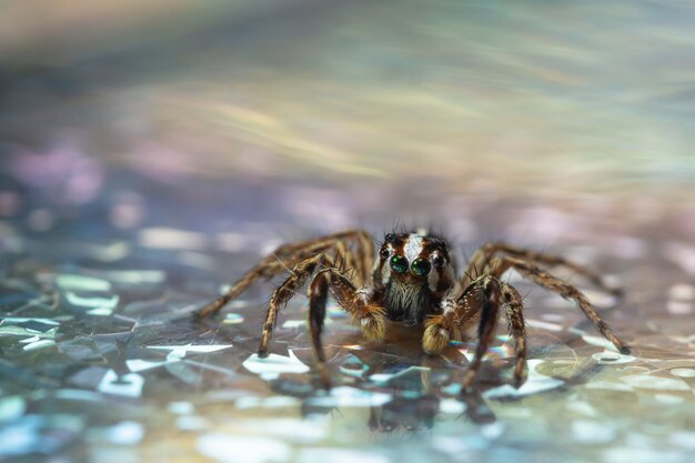 Macro spider colorful background