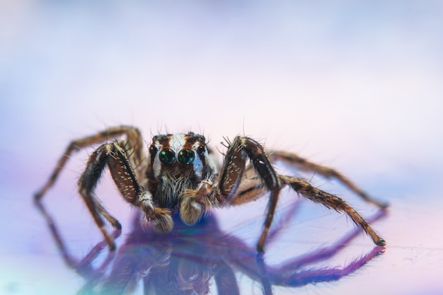 Macro spider colorful background